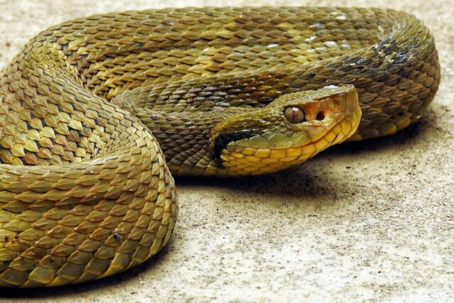 Bothrops jararaca — известная как ярарака или ярара — крайне ядовитая гадюка эндемична для Южной Америки в южной Бразилии, Парагвае и северной Аргентине